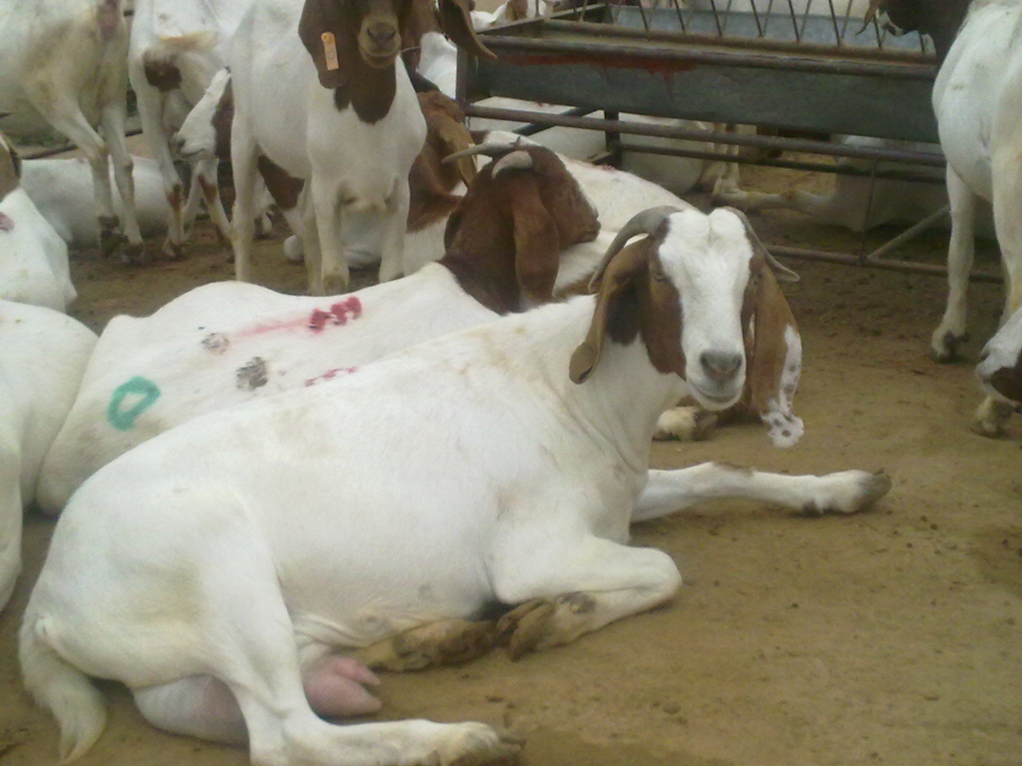 母羊产前瘫痪最佳防御方法,母羊产前产后瘫痪怎么治疗