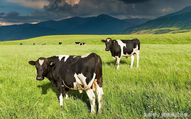 新西兰奶粉日期怎么看,新西兰奶粉正宗吗