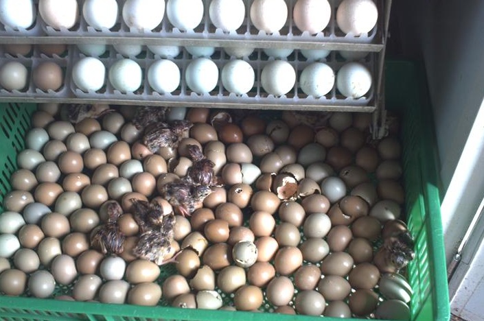 野鸡需要什么样的环境,野鸡生长情况