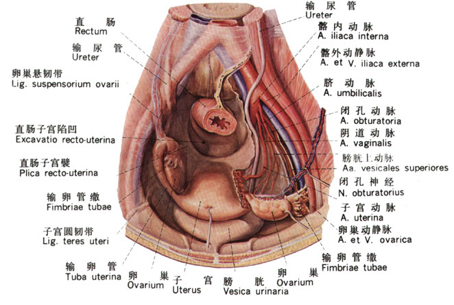 腰疼是有重大疾病吗,腰疼除了腰的问题还有别的原因