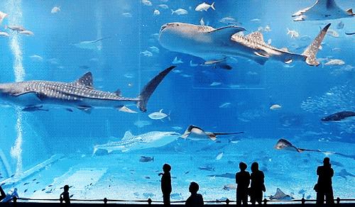 龙宫大白鲸嬉水世界淮安亲子门票,淮安龙宫大白鲸嬉水世界游玩项目