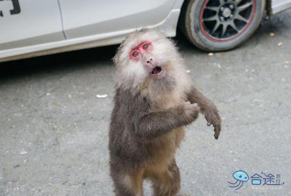 戏猴、爬山、观瀑布，那就跟我去卧龙谷！