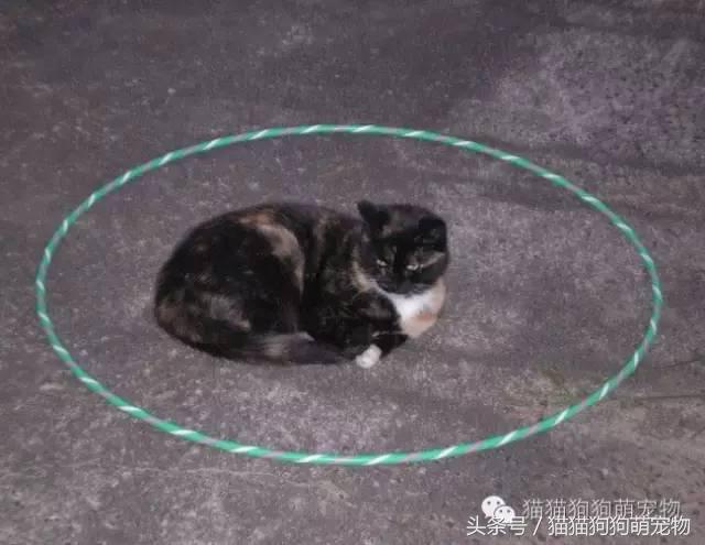 教你如何抓住小偷,教你如何抓住快速上涨的股票