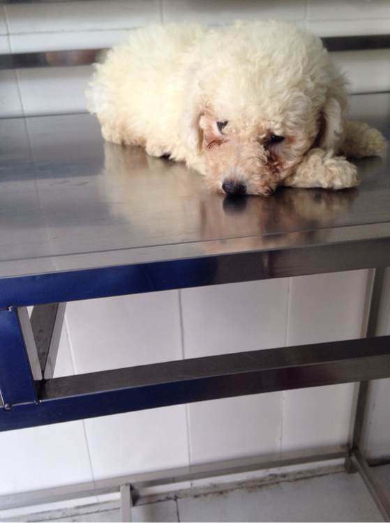 泰迪狗狗犬瘟流鼻水打喷嚏怎么办,泰迪幼崽得犬瘟后会掉毛吗