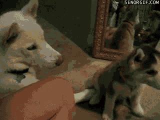 哈士奇长的可爱,你家哈士奇真的不会自卑吗