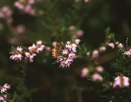 哈丁宝贝营养保湿乳,哈丁宝贝新生儿营养保湿乳霜