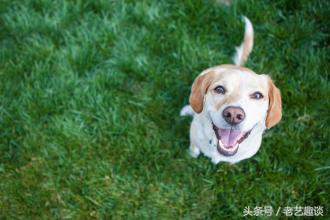 做好这六点远离疾病,泰迪狗狗护食的正确教育方法