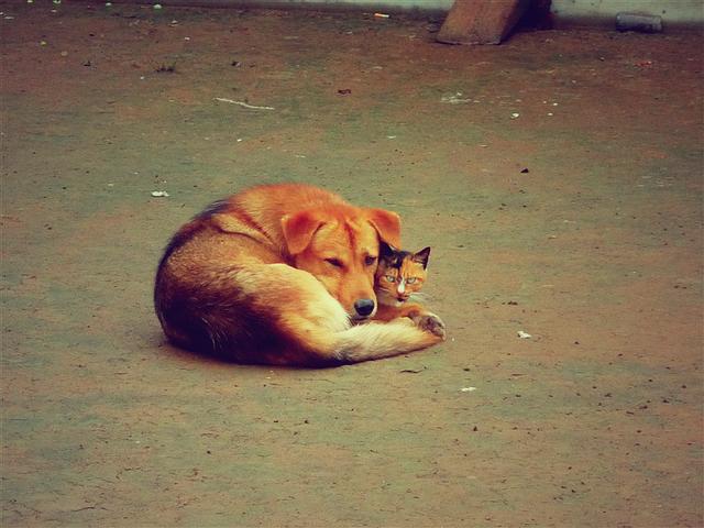 旅游游记到农村01：去看姑婆，农村的小植物治好了我的鼻炎