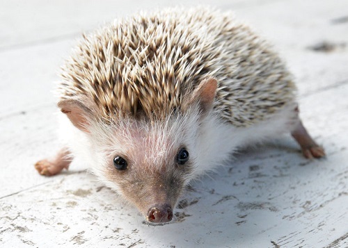 你绝对没养过的宠物,在家里的后院就能发现的小宠物