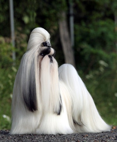 哪一种狗狗最贵,狗狗价格排行榜前十最贵