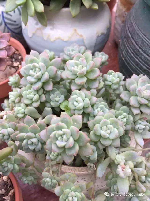 入肉坑,入坑一年半的新手养肉心得