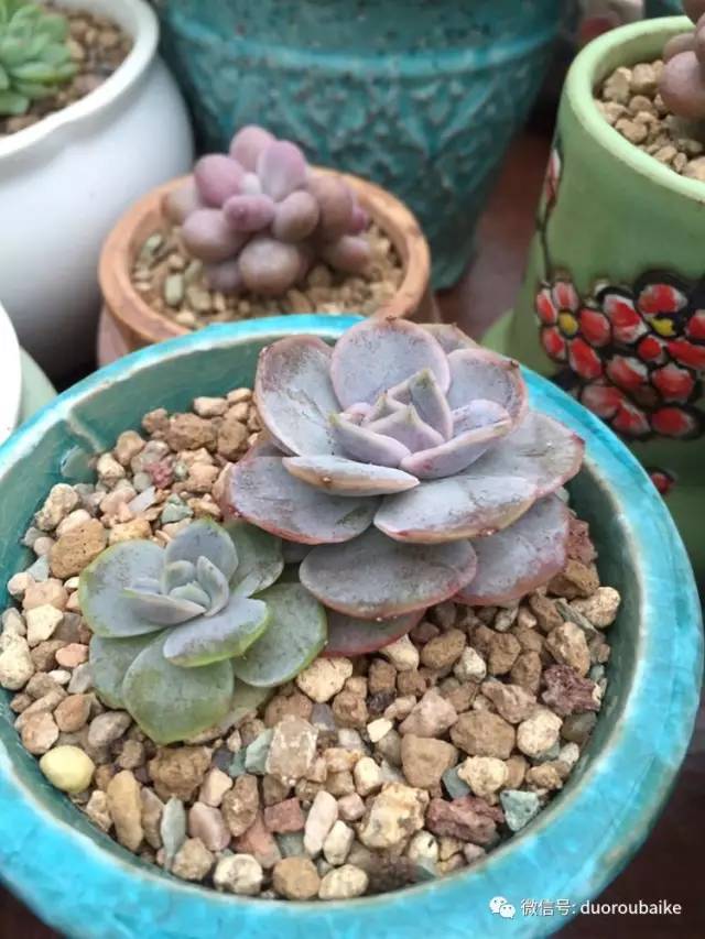 入肉坑,入坑一年半的新手养肉心得