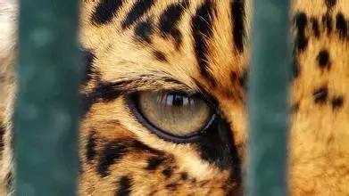 黑猫白猫抓住耗子就是好猫出处,黑猫白猫能抓耗子就是好猫的故事