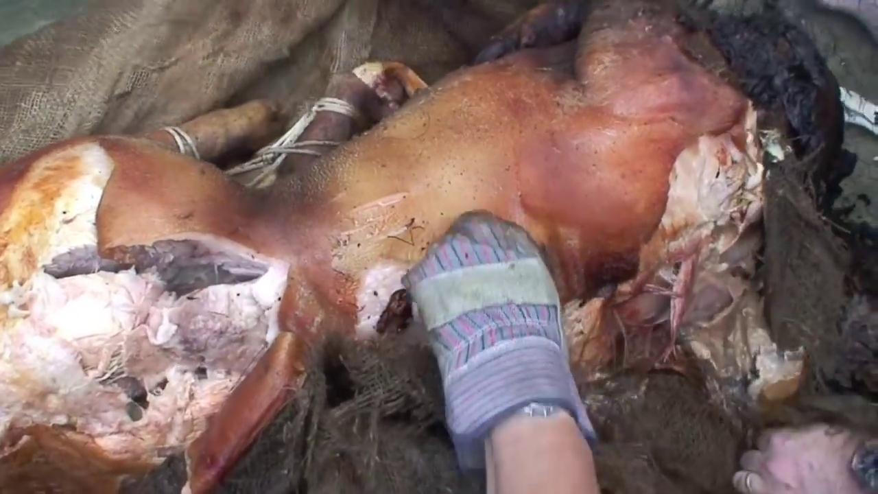 美国土豪烤全牛,广东烤全猪的秘方配料全过程