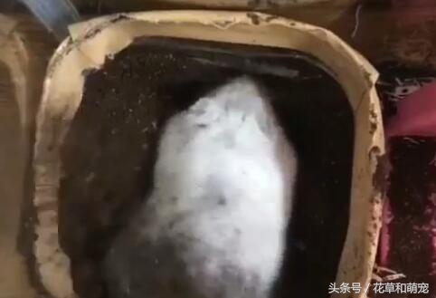 仓鼠知不知道自己的窝里脏,仓鼠发现存粮被清理