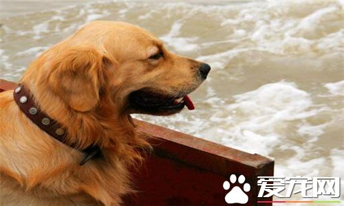 金毛寻回犬和金毛不一样吗图片,金毛为什么叫金毛寻回犬