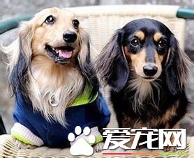 长毛腊肠怎么饲养,长毛腊肠犬好养么