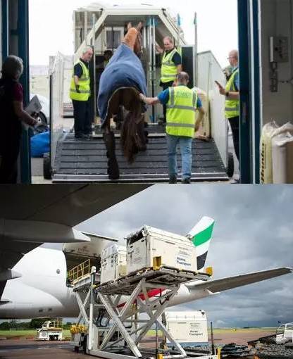 赛驹会晕车吗？如何运输？