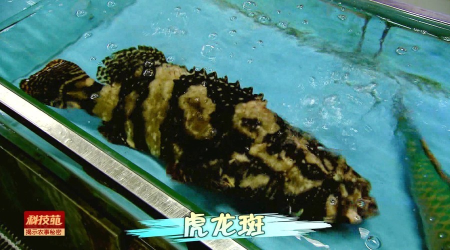 水产养殖对孔雀石绿禁用吗,孔雀石绿水产养殖