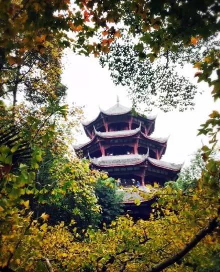 成都最后的银杏,成都附近最值得看的银杏