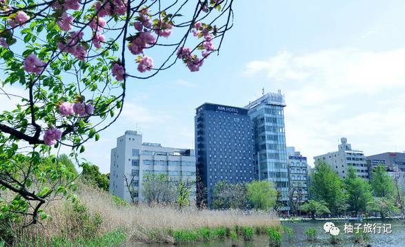 樱花旅行记全集视频,日本樱花7日游攻略大全