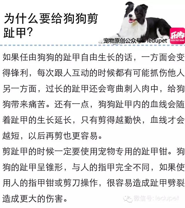 狗狗剪指甲总流血止不住怎么办,狗狗剪指甲流血沾了水怎么办