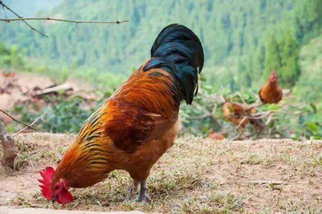 澶氳倝妞嶇墿椁愬惂,妤奸《澶氳倝鑺卞洯椁愬巺