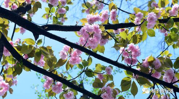 樱花旅行记全集视频,樱花季日本14天旅游攻略