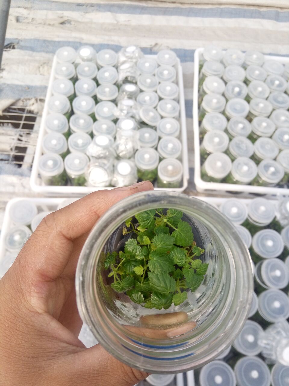 种植树莓一亩能挣多少钱,树莓的种植方法