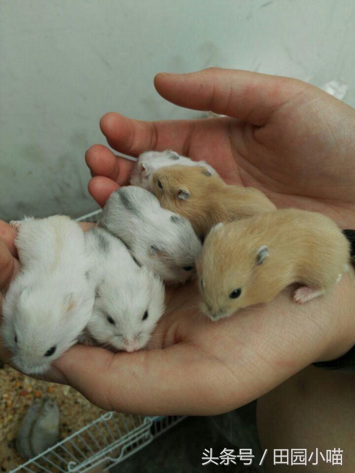 花10元买了两只小仓鼠，没想到几个月后收获一窝软萌的糯米团子