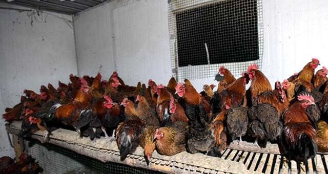 土鸡销路怎样找,土鸡养鸭销路怎么办