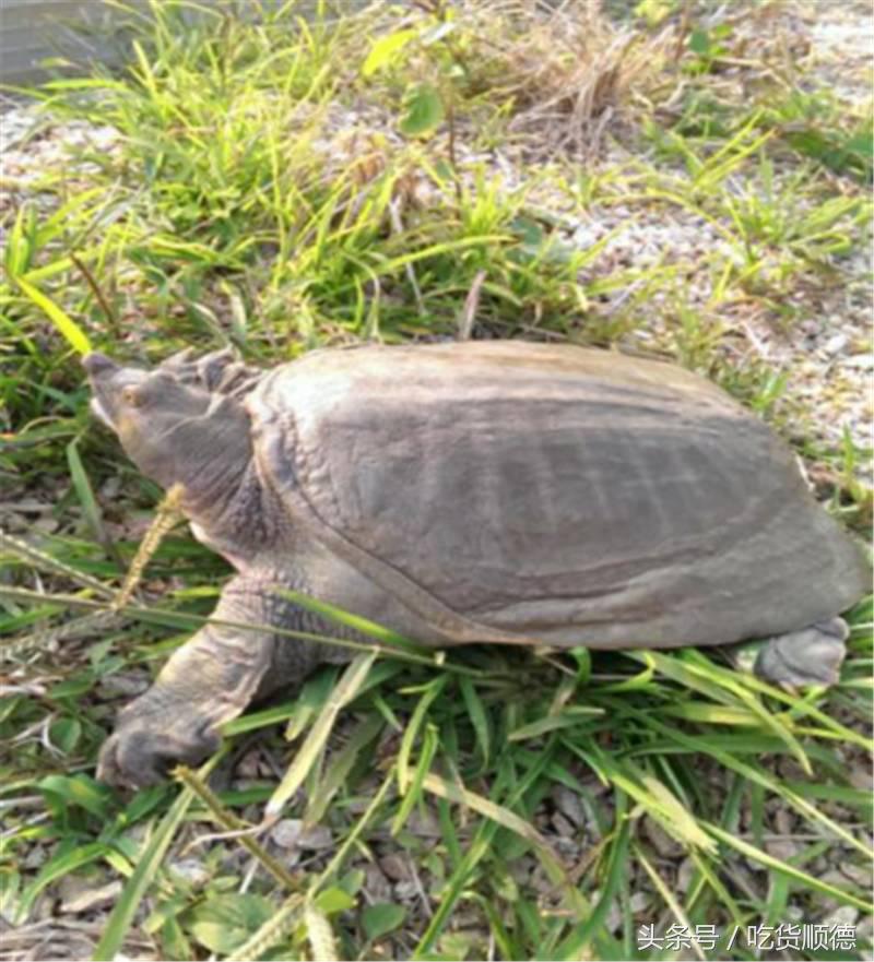 顺德有一家农庄,广东顺德生态农庄