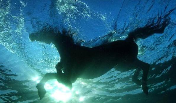 动物趣闻,动物趣闻100个