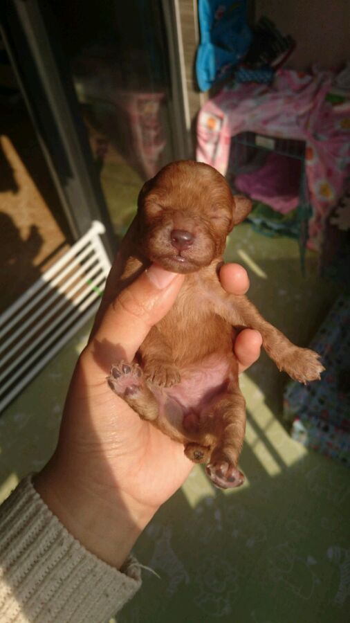 泰迪怀孕了会变得很瘦吗,泰迪怀孕后期为什么特别瘦