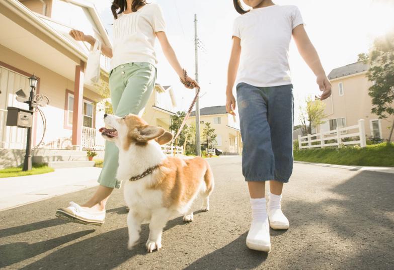 养狗前的十个忠告,养狗之前需要知道的事