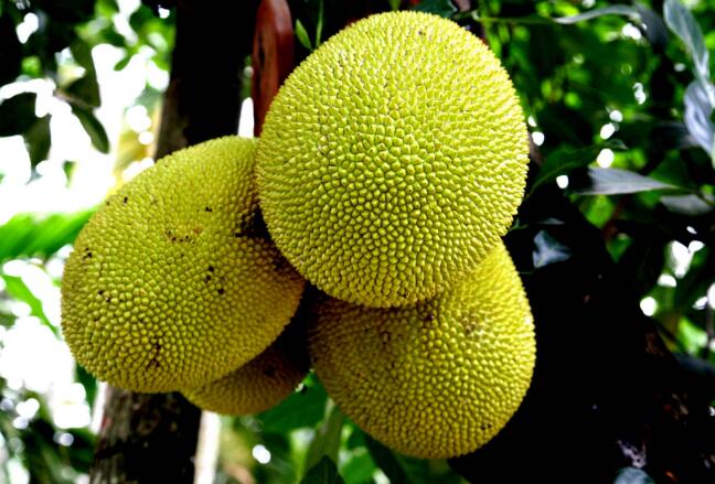 菠萝蜜是水果皇后吗,水果皇后菠萝蜜