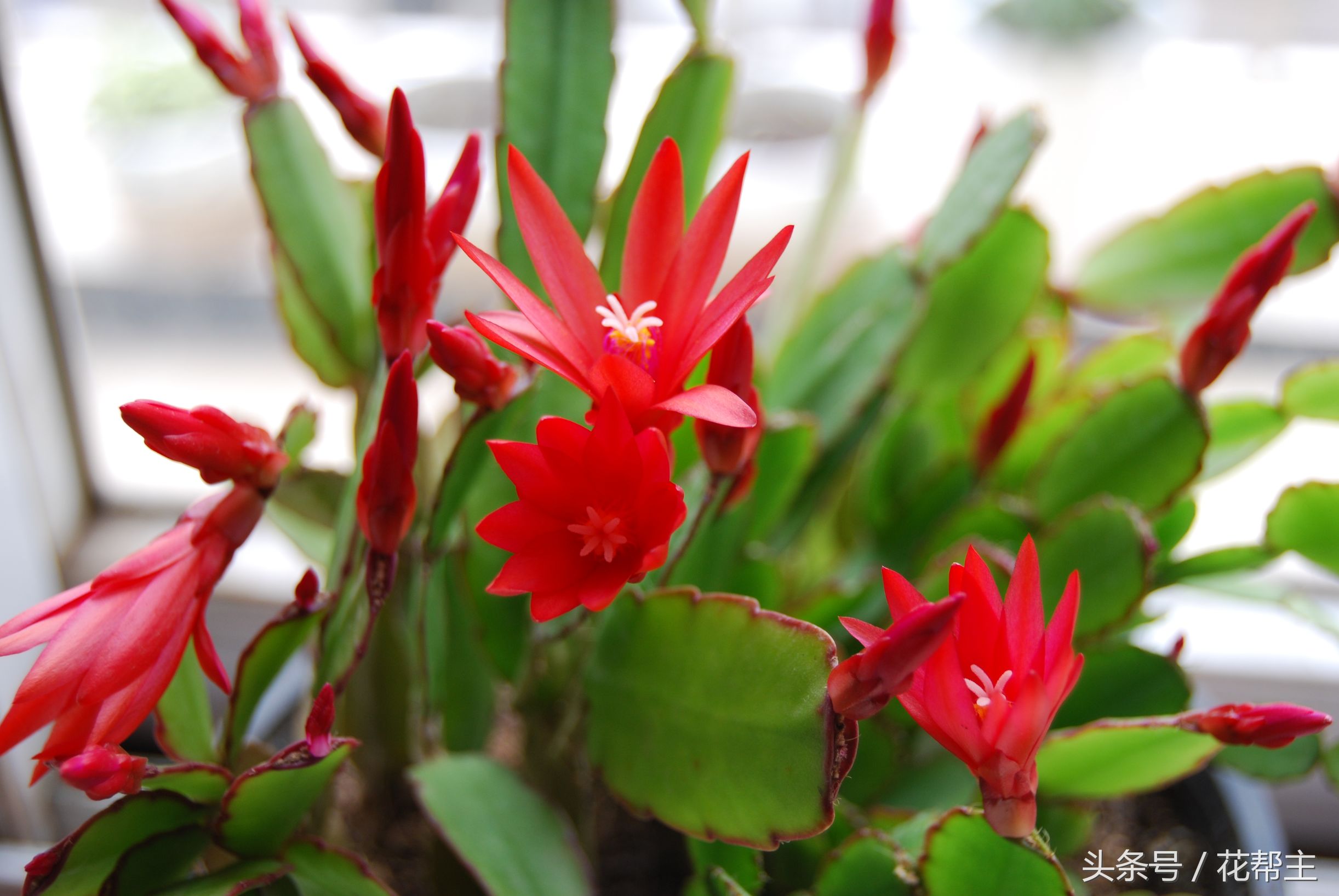 11月室内植物的养护,花花草草冬天在家里怎么过