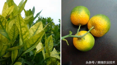 柑橘病虫害管理及营养管理ppt,柑橘花露白时应防治好哪些病虫害