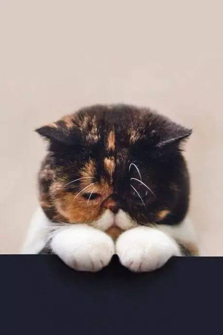 安神助眠汤花样做法 (失眠多梦喝三味安神汤有效吗)