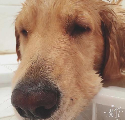 狗狗吃火锅,宠主给挑食柴犬吃零食