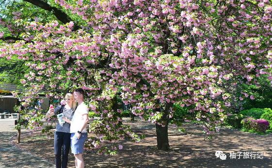 樱花旅行记全集视频,日本樱花7日游攻略大全