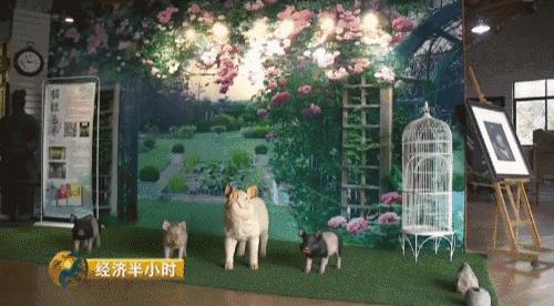 猪粪致富经,致富经养猪多赚一个亿