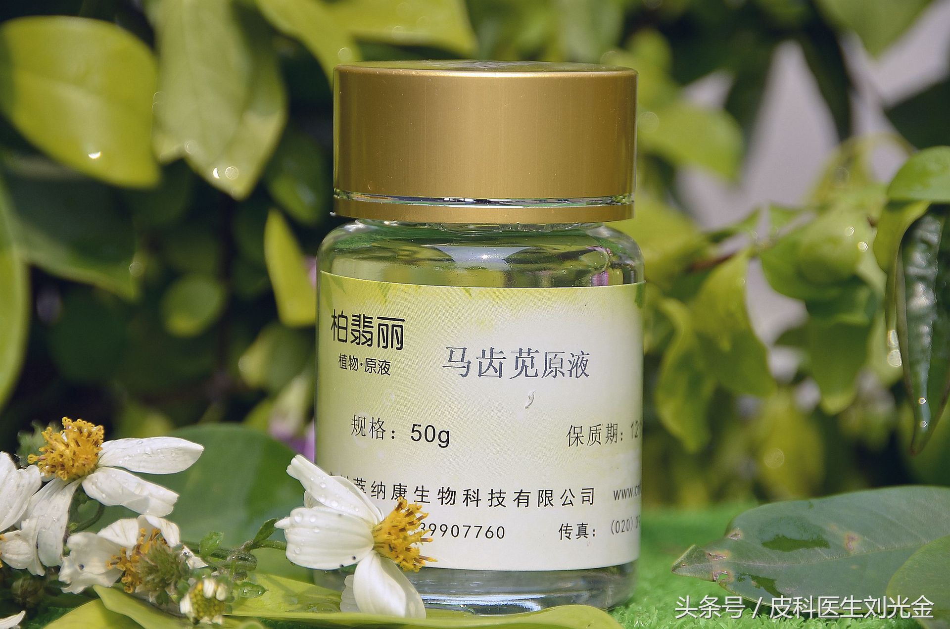 什么草治皮肤病最有效,田间草治什么病最好