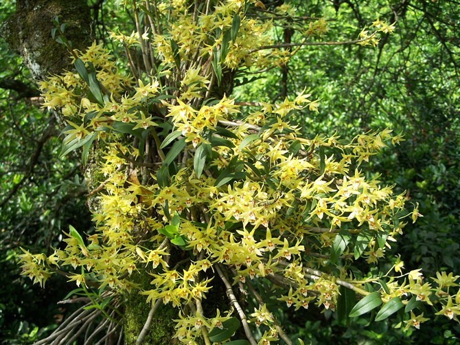 铁皮石斛的种植方法大全,铁皮石斛繁殖方法