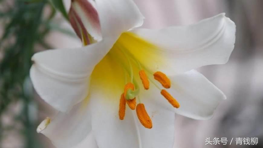 适合地栽的百合品种有哪些,百合什么品种最好养