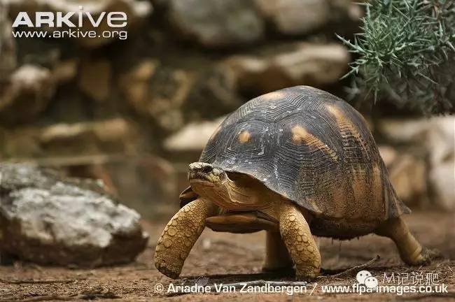 辐射陆龟名字由来,辐射陆龟是什么