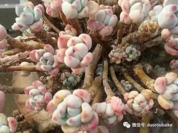 罗琦跟劳尔,罗琦和劳尔最新视频