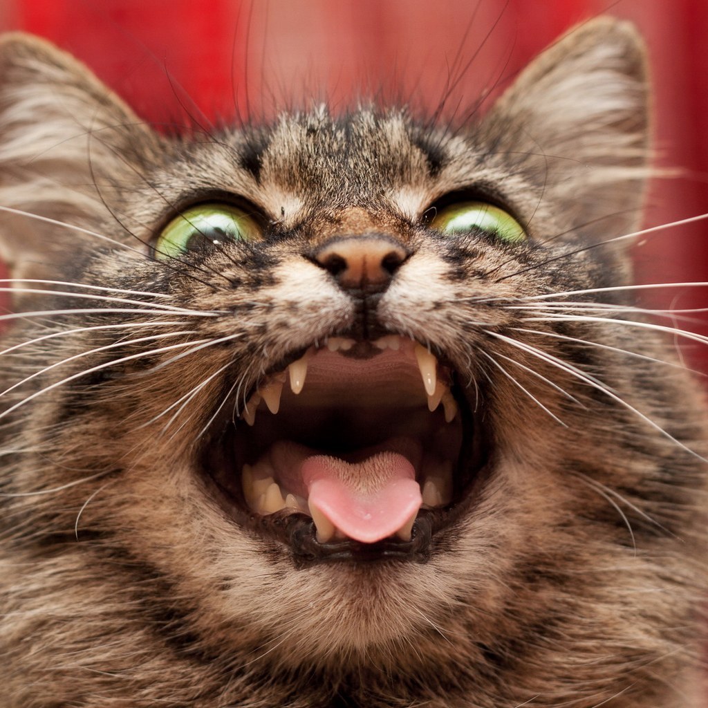 流量大！*帖删**凶！菜鸟如何做百度贴吧推广最高效？