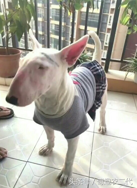 德国黑背犬攻击性,德国黑背犬厉害么