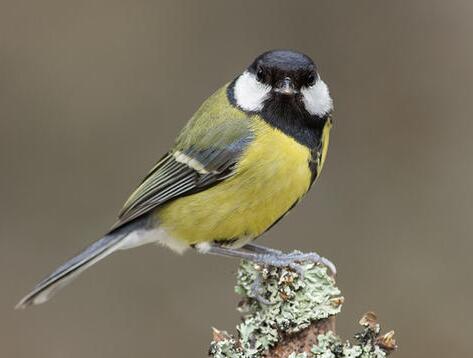 鸟界平头哥，传说中的“食脑狂魔”、“僵尸鸟”，霸气侧漏！